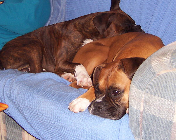 brandy you make the best pillow