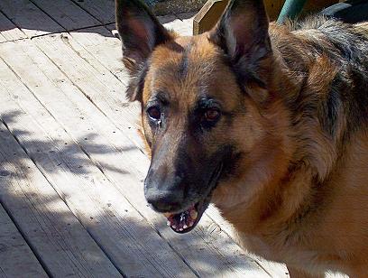 Brandy