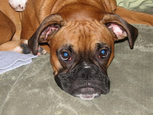 BrandyBoxerworldphoto