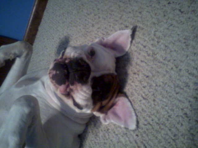 brandyfunnyface