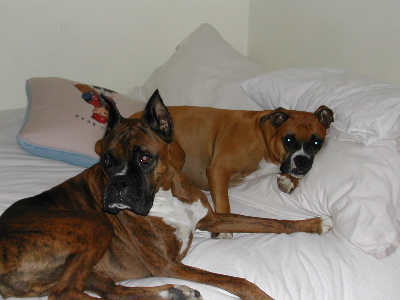 Brats