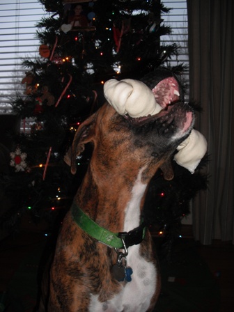 Brawny and his bone!