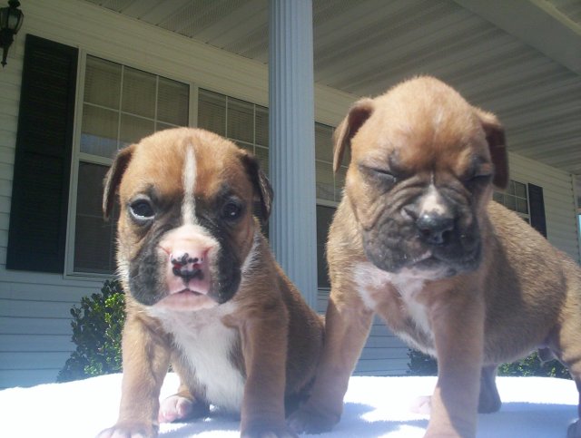Braylon and Charlie At 4 Weeks!