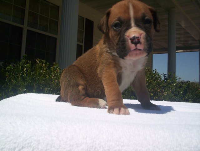 Braylon At 4 Weeks