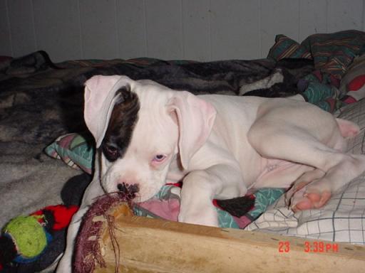 Breeder's Pic of Tunney