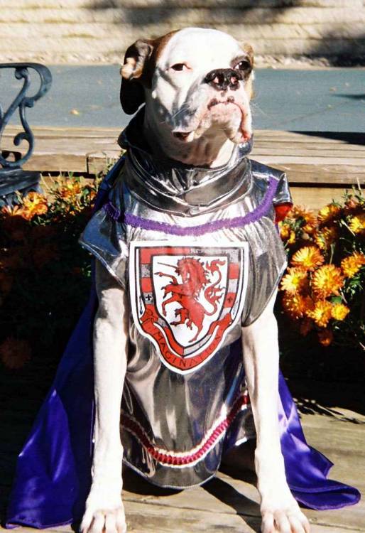 Brewy as a Medieval Knight for Halloween '05