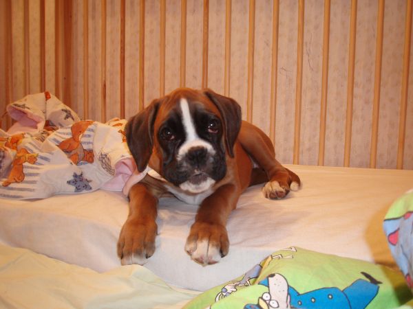 Bri-Bri - 10 weeks old girl