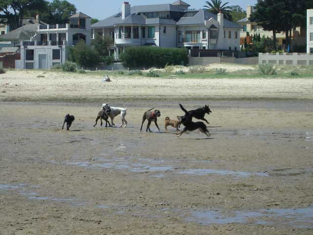 Brighton dog beach - running with friends