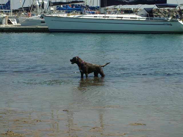 Brighton dog beach
