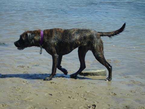 Brighton dog beach