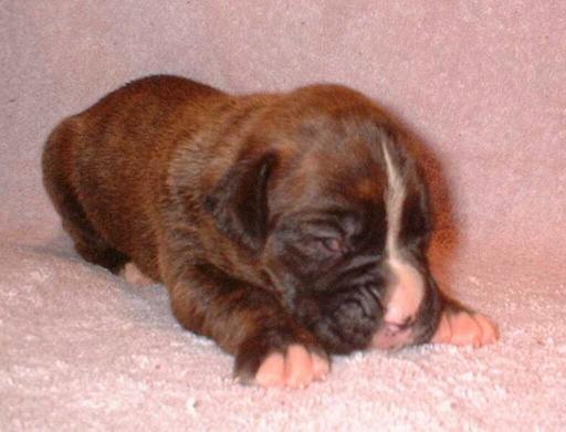 Brindel Girl #2