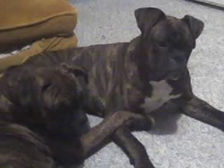 Brindi & Axle