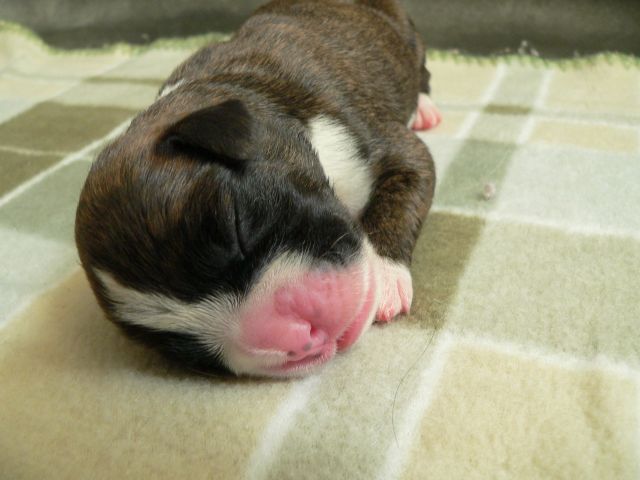 Brindle Baby