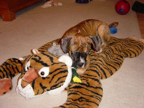 brindle bed