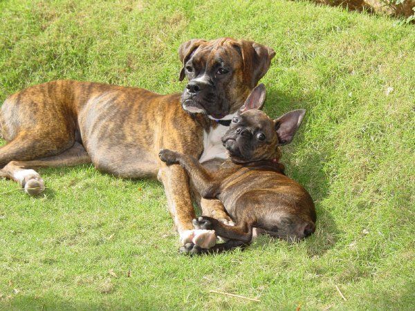 Brindle Buds