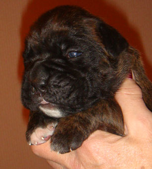 Brindle-Dog-1