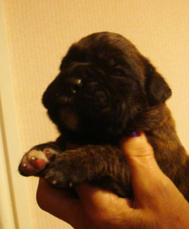 Brindle-Dog