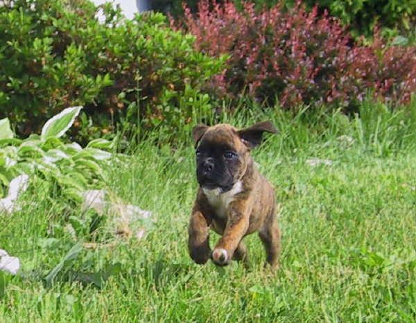 Brindle female2 - 6 wks