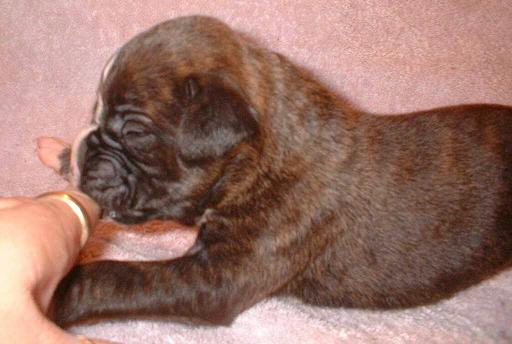 Brindle Girl #3