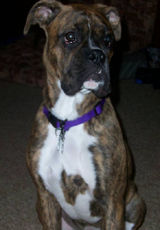 Brindle heart
