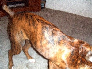 Brindle Stripes