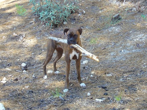 Bring that branch back for our fire