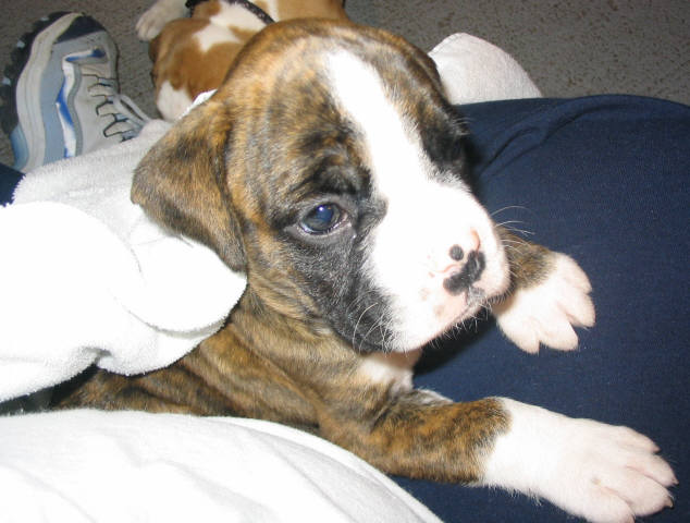 bringing dixie home