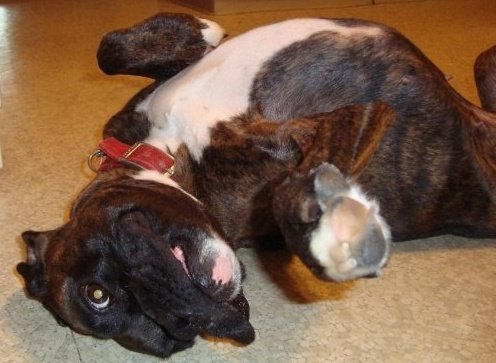 Briseis Loves belly rubs
