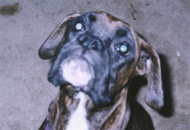 Brittney - Kaybie's Canine Mom