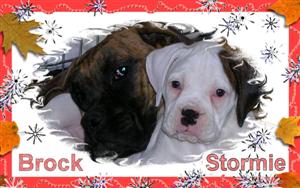 BrockandStormie