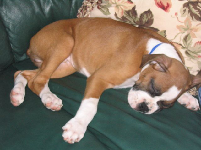 Brodie_sleeping