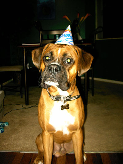 Brody - 1 year old