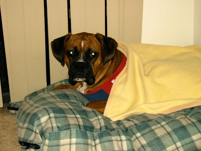 Brody and his blanket