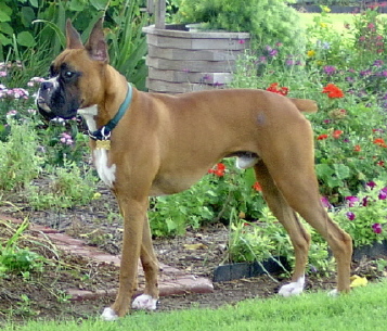 Brody by the flower garden