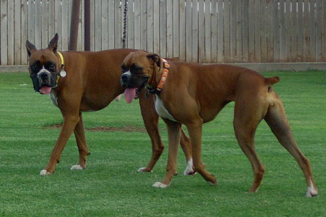 Brody & Layla