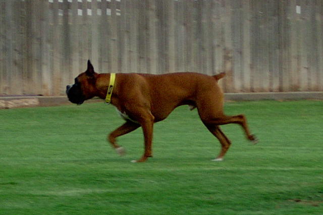 Brody stalking a bird