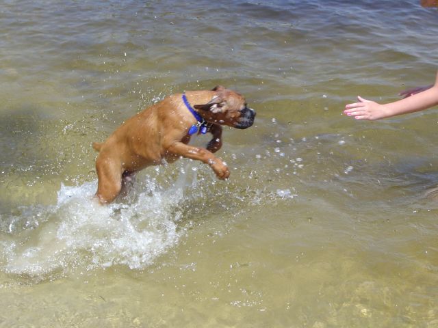 Brody Swimming