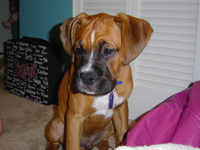 Brody