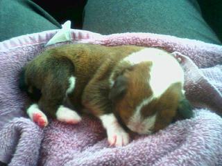 Brody