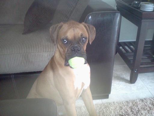 brody_tennis_ball