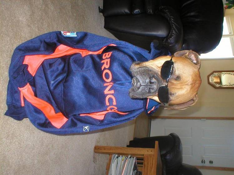 Bronco Fan