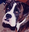 Bronson