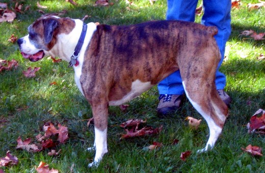 Bronte at Boxer Picnic Oct03/04