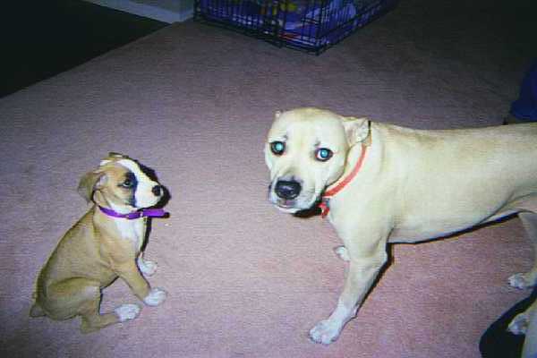brooxy and josie