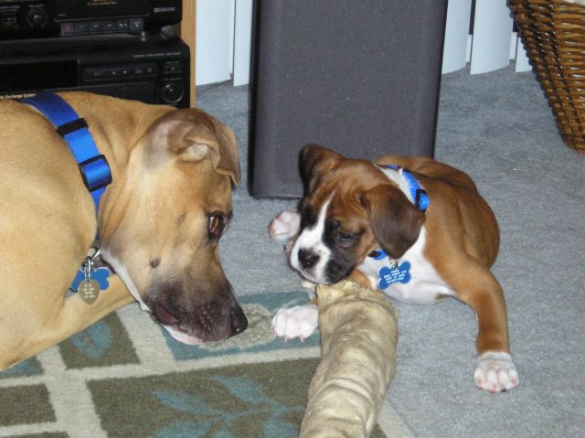 Bros