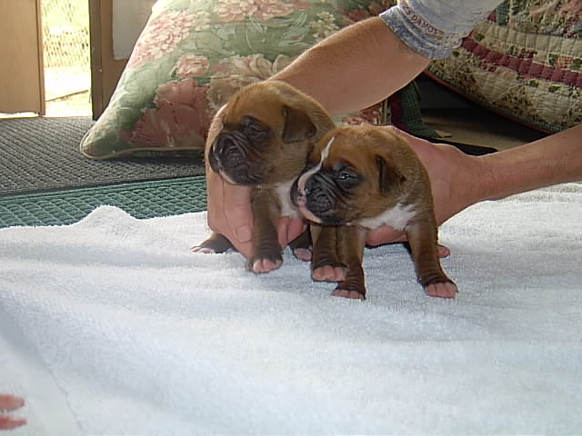 brothers 10 days old