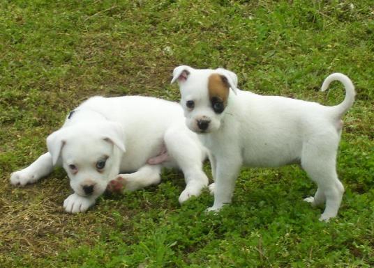 brothers