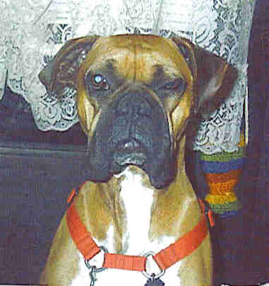 Bru Bear aka Brutus