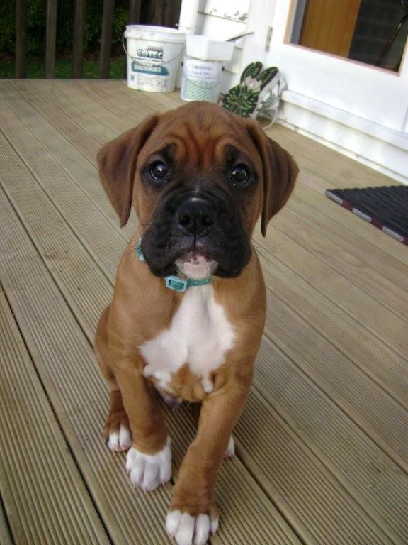 Bruce - 8 weeks, 3 days