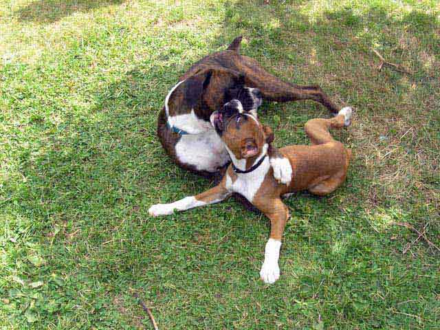 Bruce and Mia Cuddle